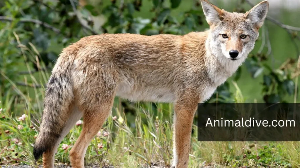 What Animals Eat Squirrels