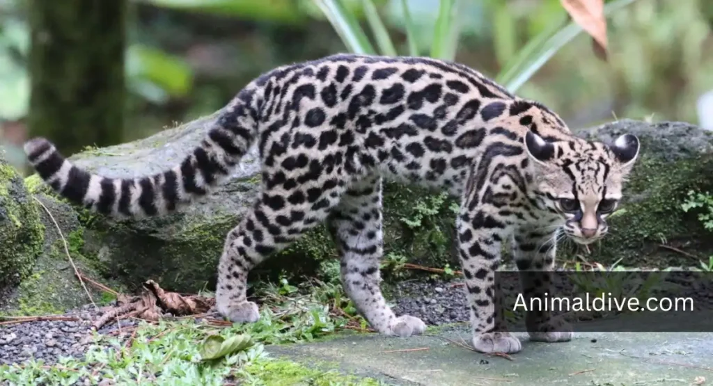 What Eats Monkeys in the Rainforest
