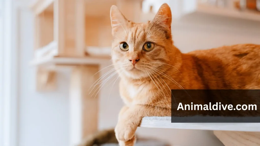 Which Wild Animals Are Friendly to Humans