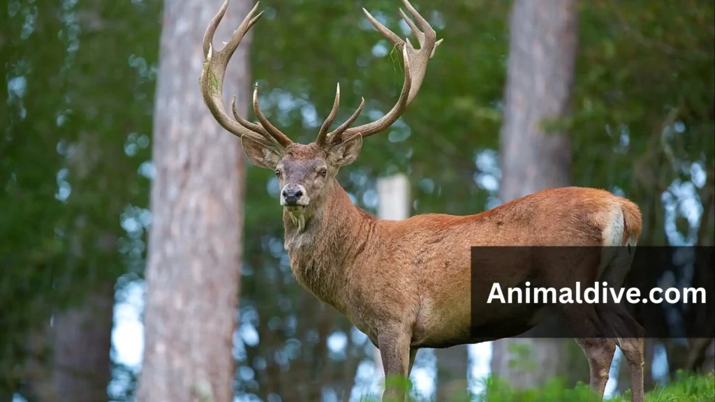 Wild Animals Friendly to Humans
