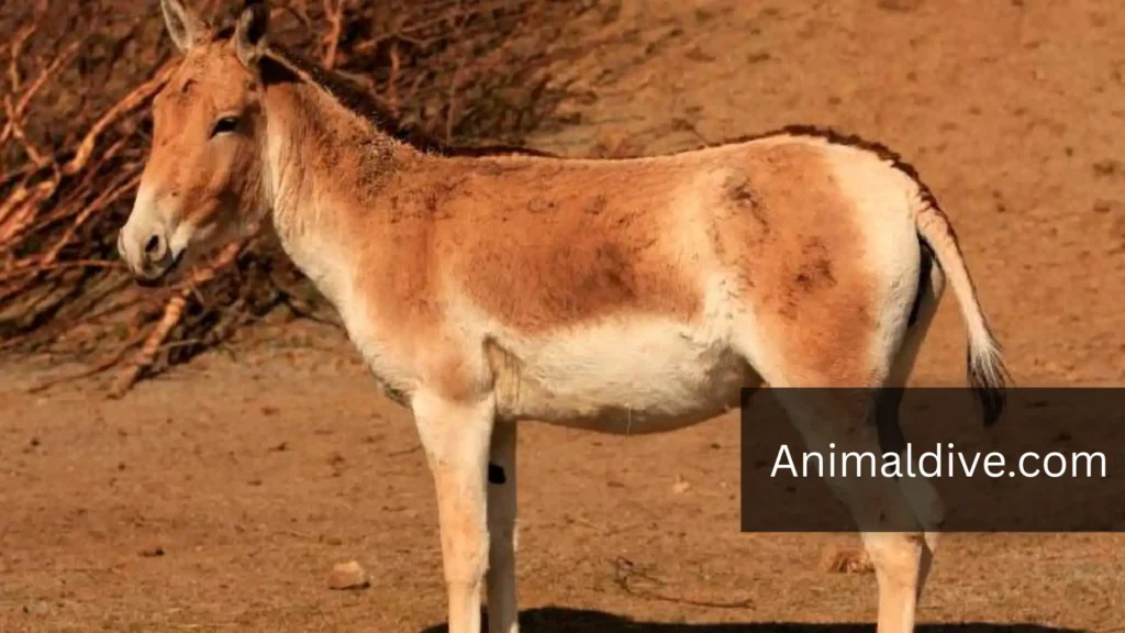 Wild Animals Like Horses