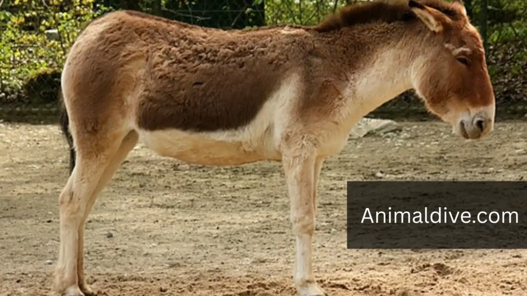 Wild Horse Like Animal