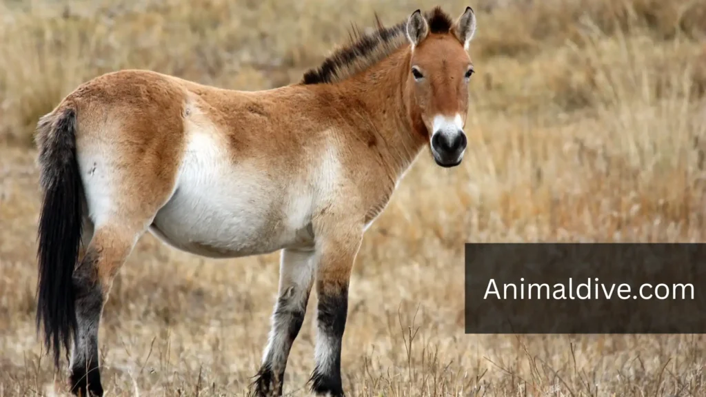 Wild Horse Species