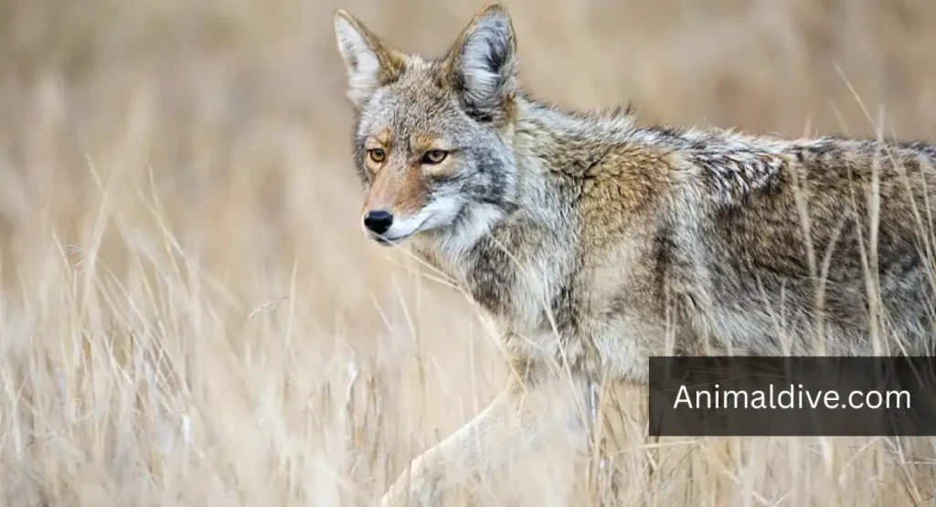 animal deception