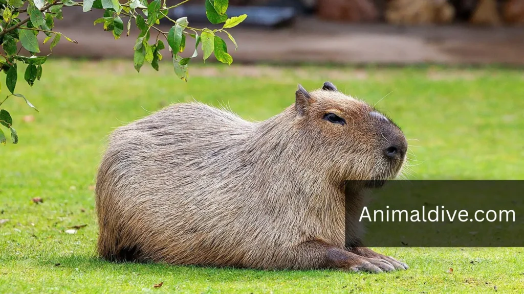 animals similar to groundhog