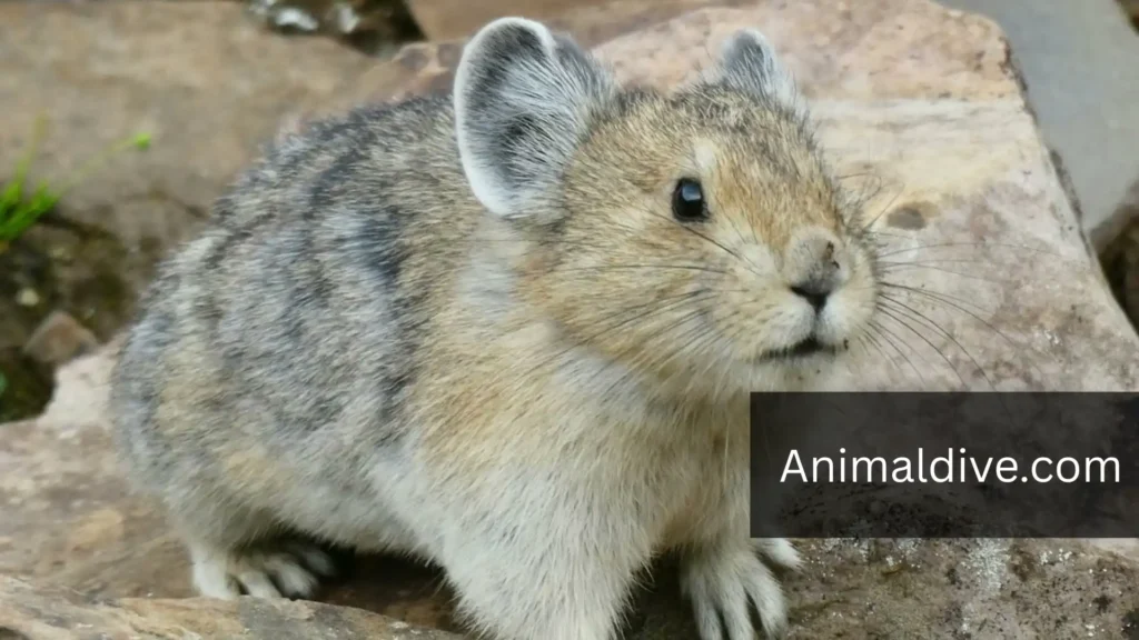 burrowing animals