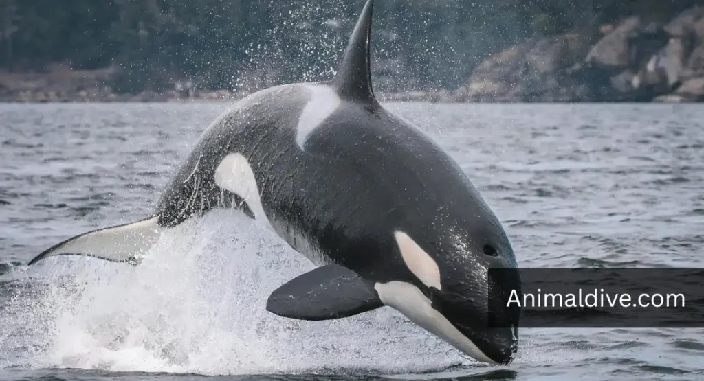 intelligent wild animals