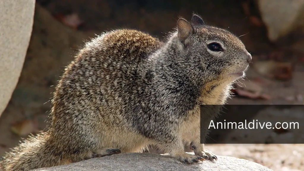 mammals similar to groundhogs