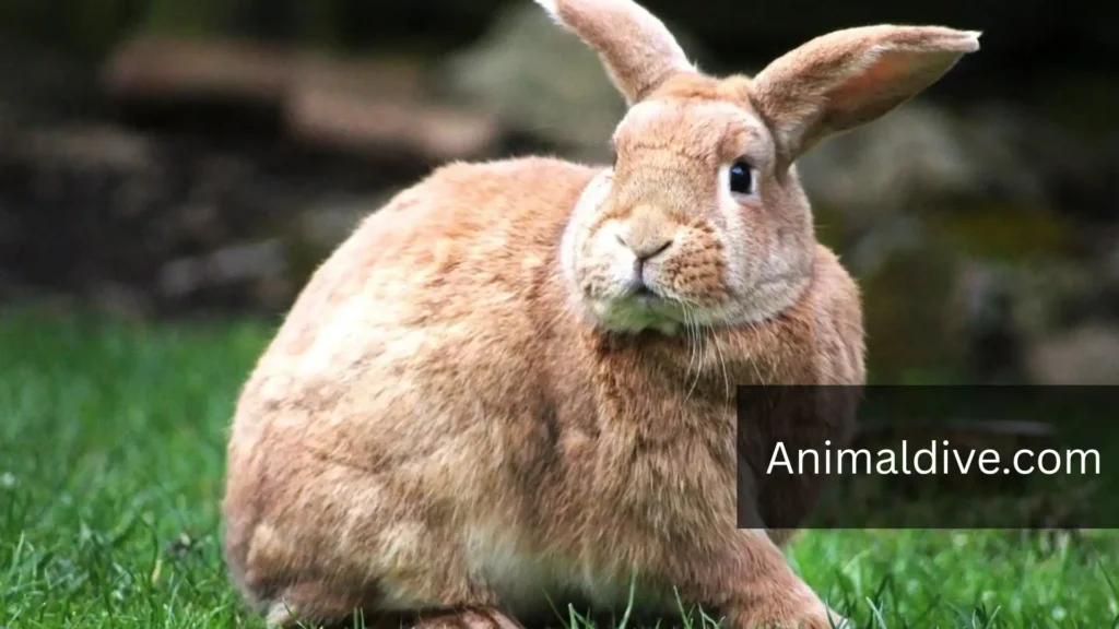 marmot animal