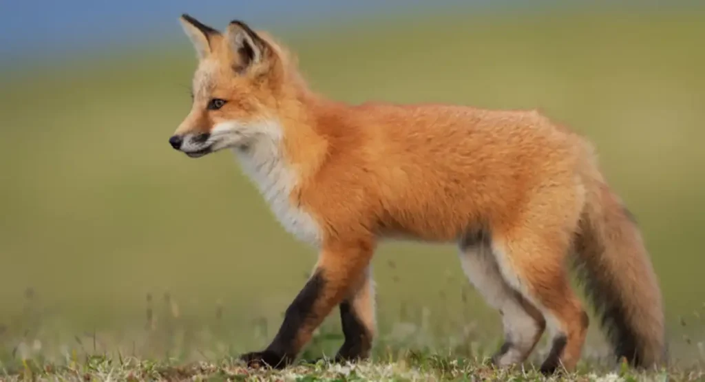 most cunning animals