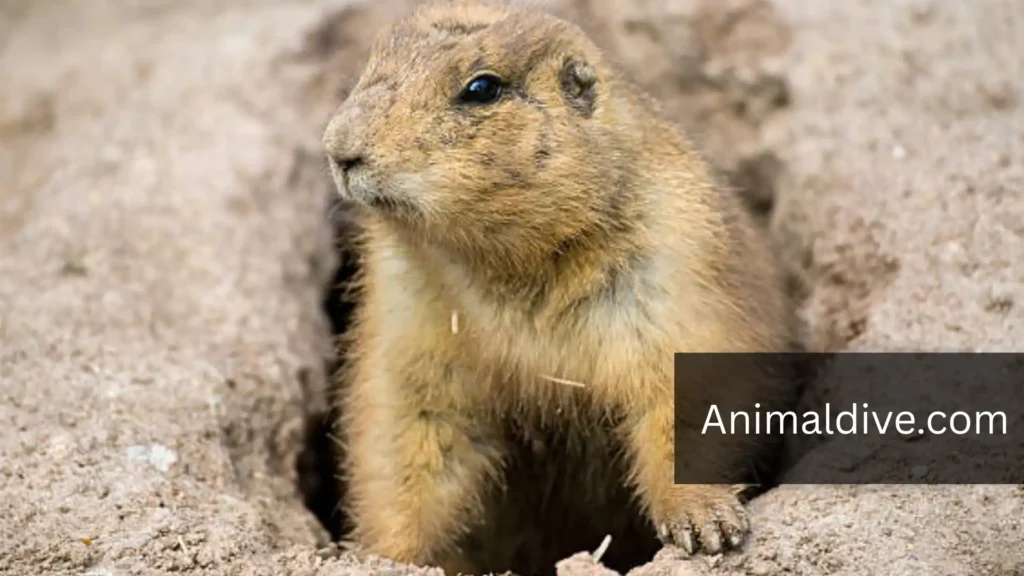 prairie dog animal