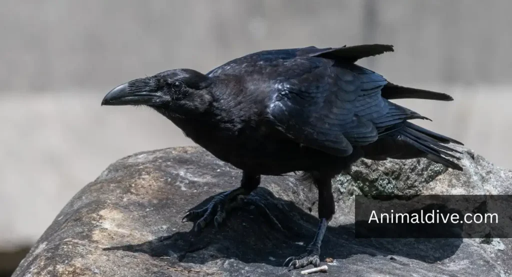 smartest animals in the world
